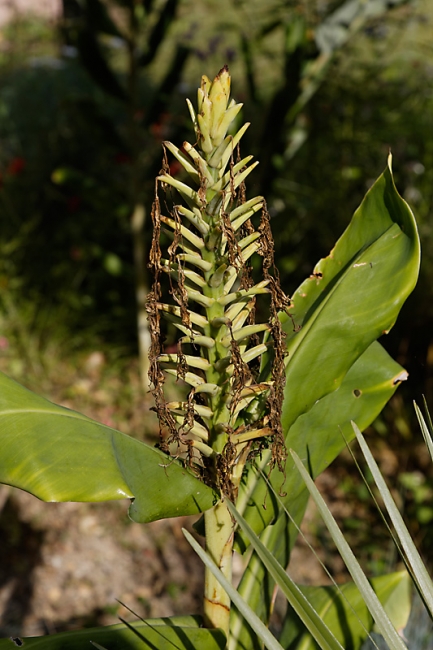 JAT (Jardin d'Agronomie Tropicale)-036